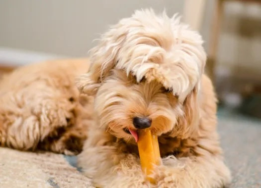 Yak Milk Chews
